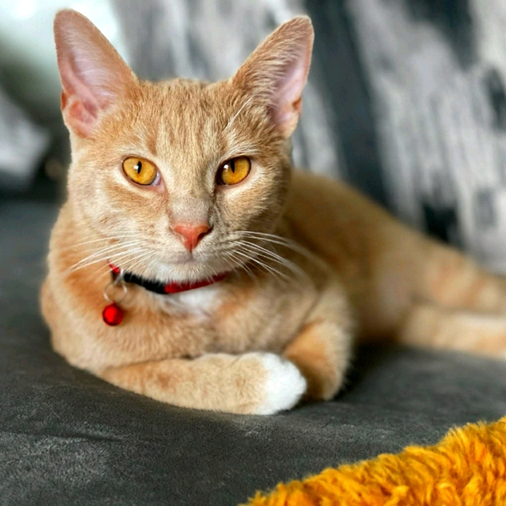 Meet your Posher, Mia